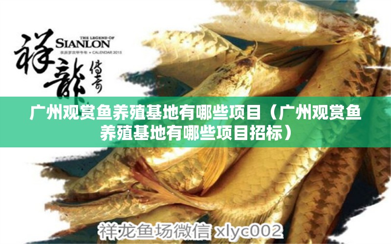 广州观赏鱼养殖基地有哪些项目（广州观赏鱼养殖基地有哪些项目招标）
