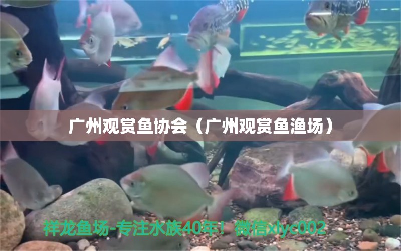 广州观赏鱼协会（广州观赏鱼渔场） 观赏鱼