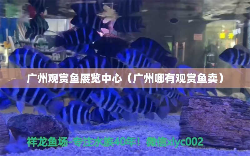 广州观赏鱼展览中心（广州哪有观赏鱼卖） 观赏鱼