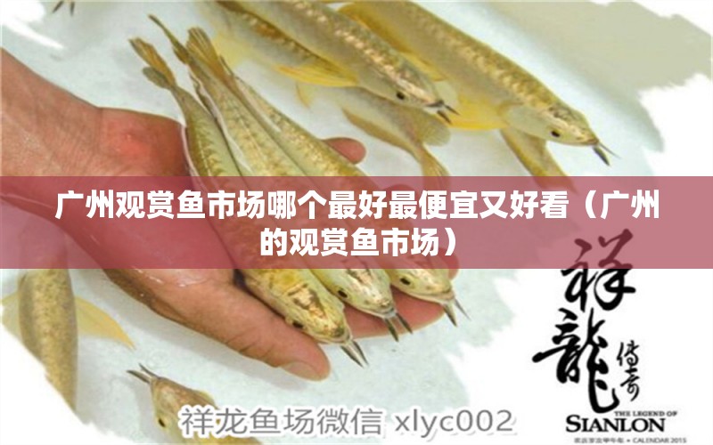 广州观赏鱼市场哪个最好最便宜又好看（广州的观赏鱼市场） 观赏鱼市场（混养鱼）