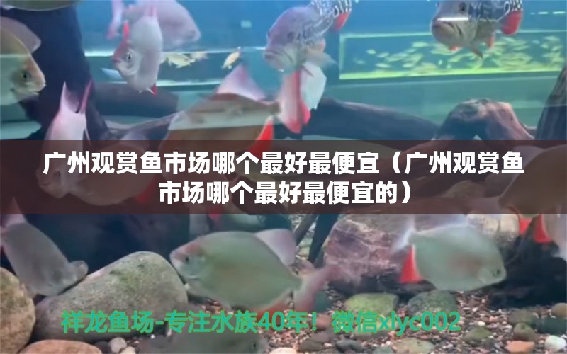广州观赏鱼市场哪个最好最便宜（广州观赏鱼市场哪个最好最便宜的） 观赏鱼市场（混养鱼）