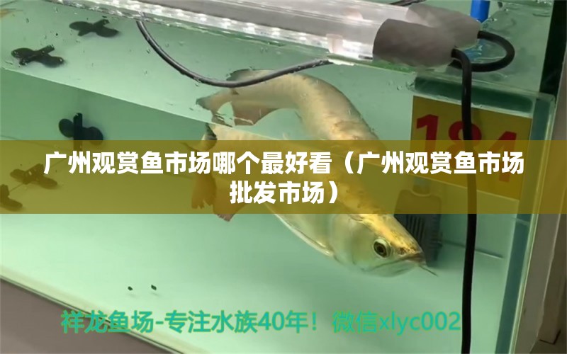 广州观赏鱼市场哪个最好看（广州观赏鱼市场批发市场） 观赏鱼市场（混养鱼）