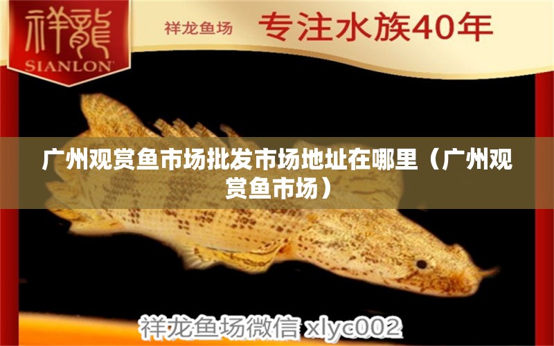 广州观赏鱼市场批发市场地址在哪里（广州观赏鱼市场） 观赏鱼市场（混养鱼）