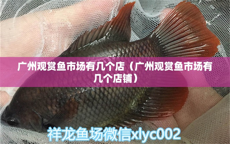 广州观赏鱼市场有几个店（广州观赏鱼市场有几个店铺） 观赏鱼市场（混养鱼）
