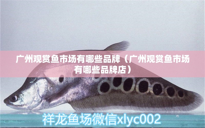 广州观赏鱼市场有哪些品牌（广州观赏鱼市场有哪些品牌店） 观赏鱼市场（混养鱼）
