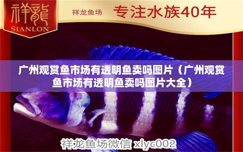 广州观赏鱼市场有透明鱼卖吗图片（广州观赏鱼市场有透明鱼卖吗图片大全）