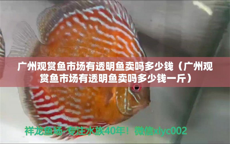广州观赏鱼市场有透明鱼卖吗多少钱（广州观赏鱼市场有透明鱼卖吗多少钱一斤）