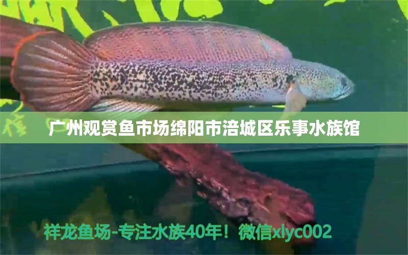 广州观赏鱼市场绵阳市涪城区乐事水族馆