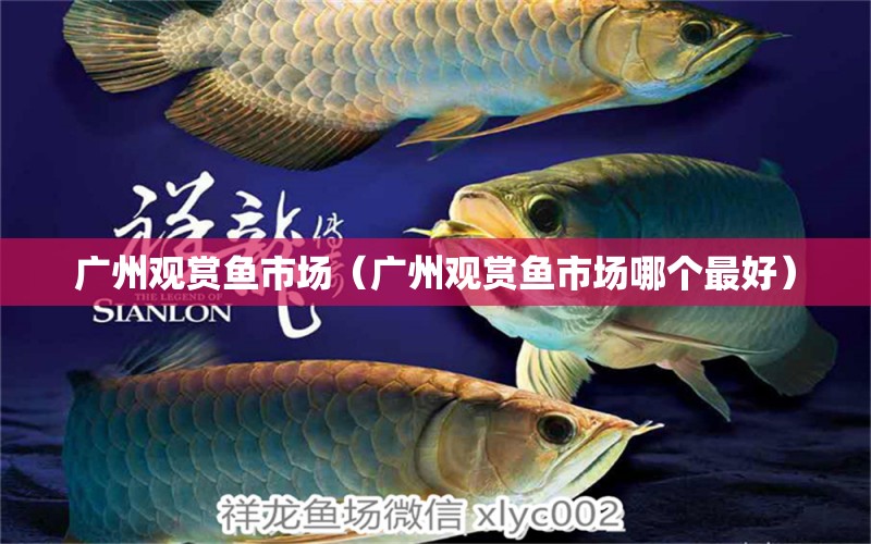 广州观赏鱼市场（广州观赏鱼市场哪个最好） 观赏鱼市场（混养鱼）