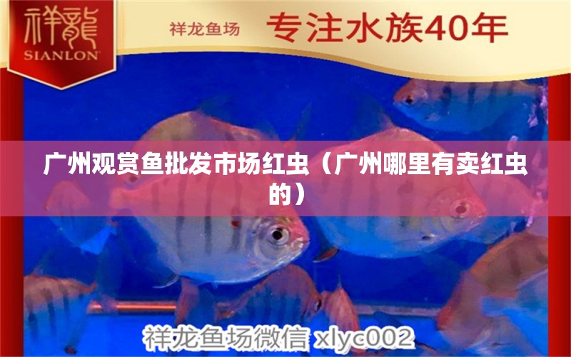 广州观赏鱼批发市场红虫（广州哪里有卖红虫的）