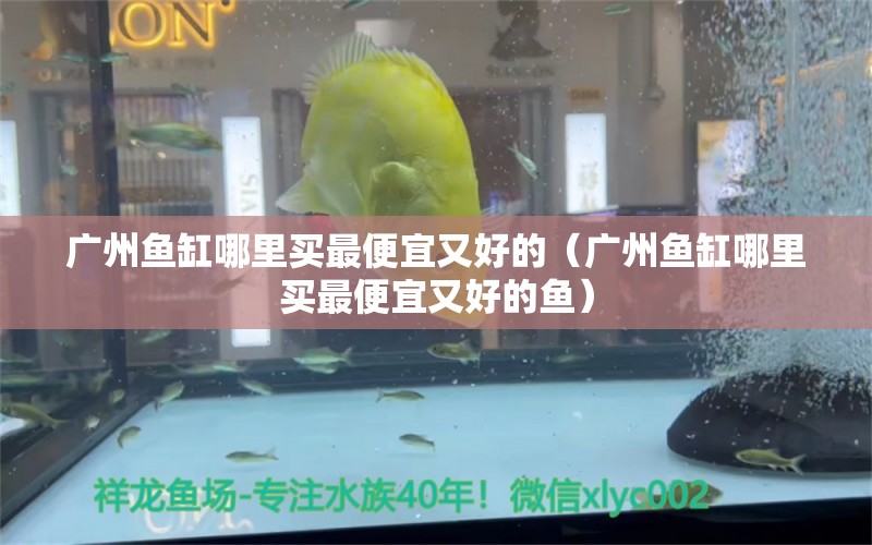 广州鱼缸哪里买最便宜又好的（广州鱼缸哪里买最便宜又好的鱼）