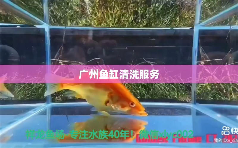 广州鱼缸清洗服务