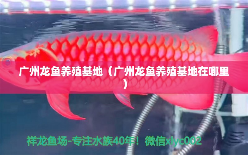 广州龙鱼养殖基地（广州龙鱼养殖基地在哪里）