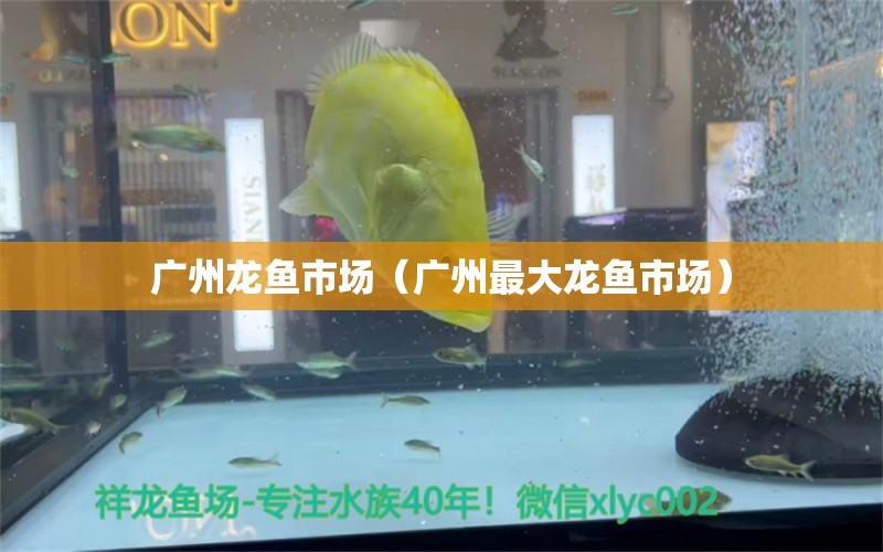 广州龙鱼市场（广州最大龙鱼市场）