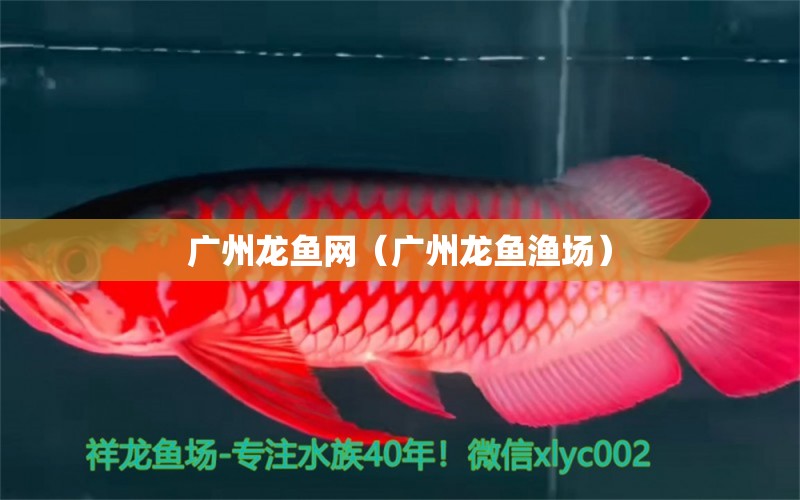广州龙鱼网（广州龙鱼渔场） 网上购买观赏鱼