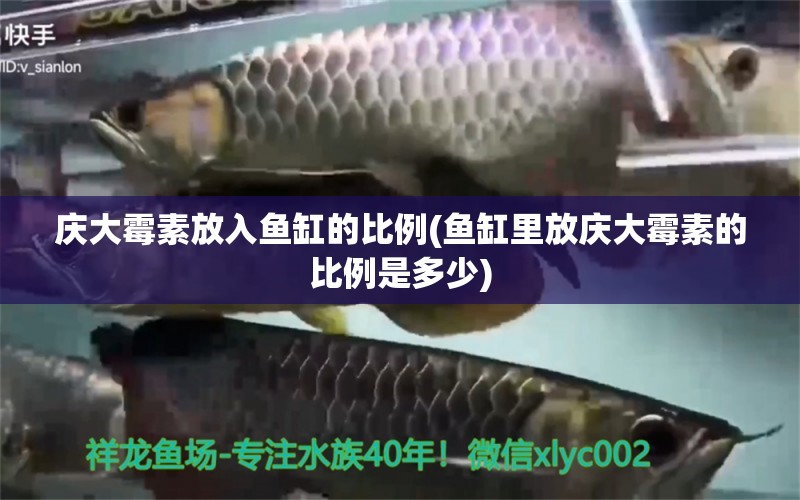 庆大霉素放入鱼缸的比例(鱼缸里放庆大霉素的比例是多少) 高背金龙鱼