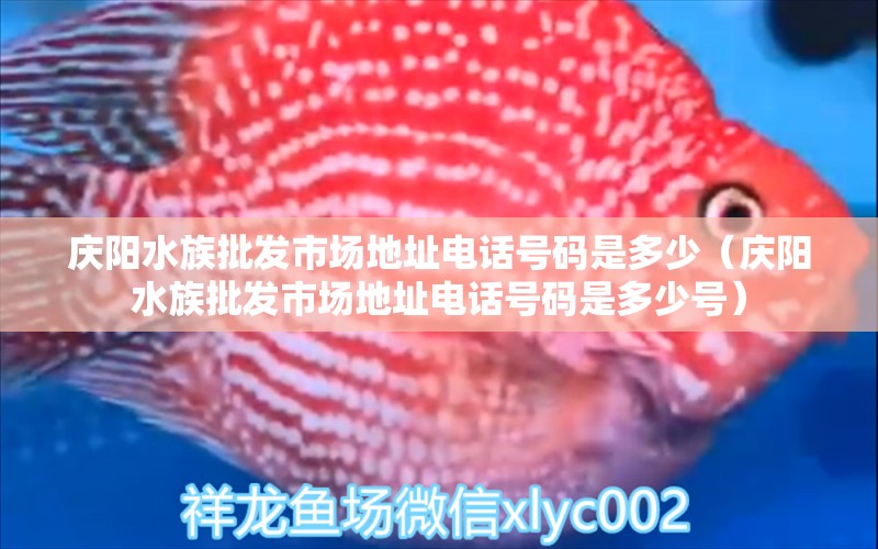 庆阳水族批发市场地址电话号码是多少（庆阳水族批发市场地址电话号码是多少号） 观赏鱼水族批发市场