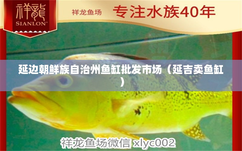 延边朝鲜族自治州鱼缸批发市场（延吉卖鱼缸） 观赏鱼水族批发市场
