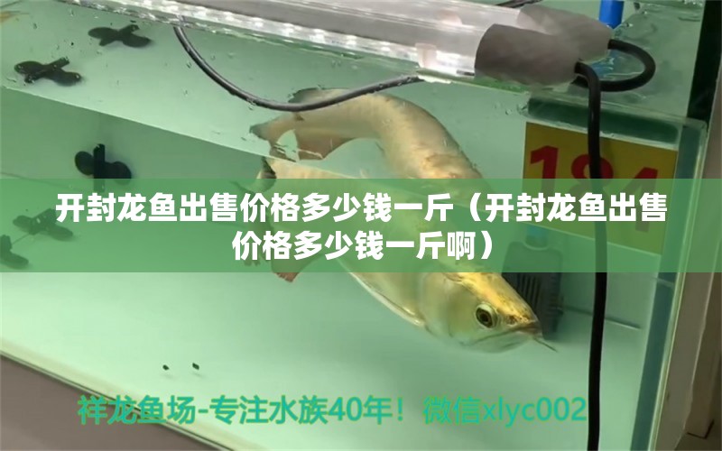 开封龙鱼出售价格多少钱一斤（开封龙鱼出售价格多少钱一斤啊） 量子养鱼技术