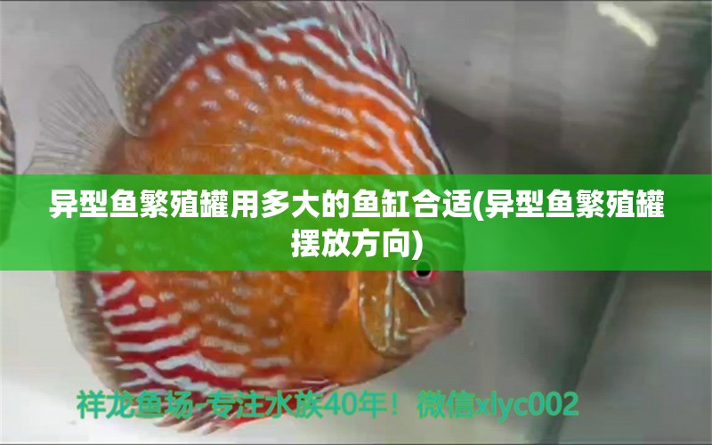 异型鱼繁殖罐用多大的鱼缸合适(异型鱼繁殖罐摆放方向) 七纹巨鲤鱼