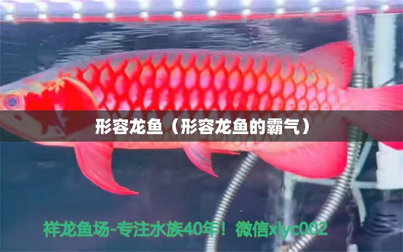 形容龙鱼（形容龙鱼的霸气） 广州龙鱼批发市场