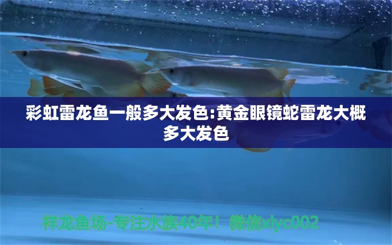 彩虹雷龙鱼一般多大发色:黄金眼镜蛇雷龙大概多大发色