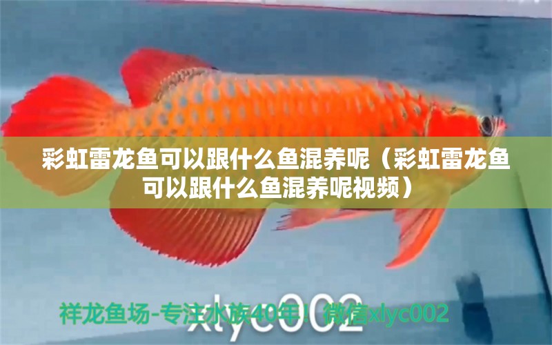 彩虹雷龙鱼可以跟什么鱼混养呢（彩虹雷龙鱼可以跟什么鱼混养呢视频）