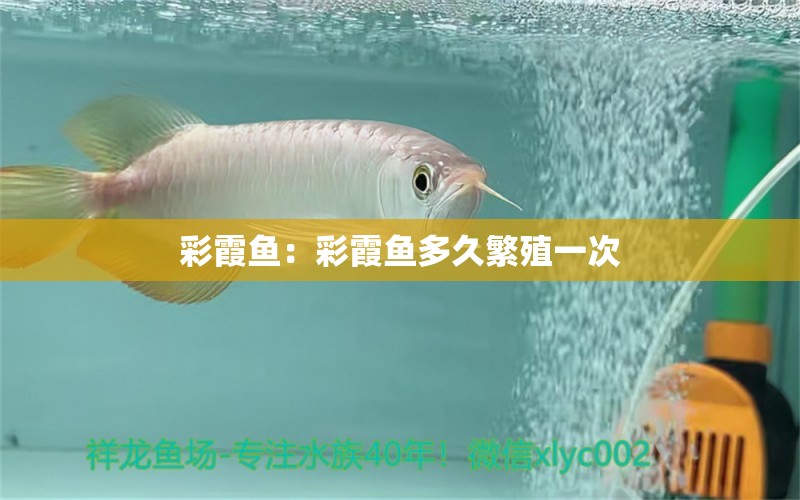 彩霞鱼：彩霞鱼多久繁殖一次