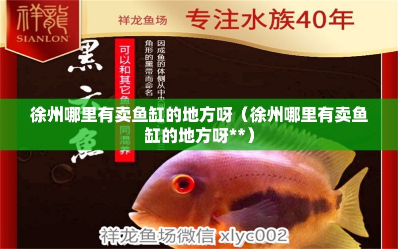 徐州哪里有卖鱼缸的地方呀（徐州哪里有卖鱼缸的地方呀**） 黄金斑马鱼