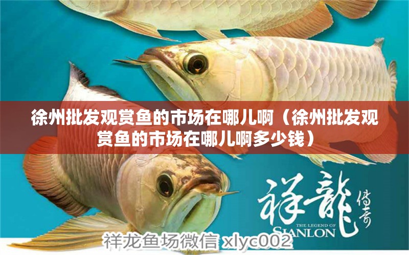 徐州批发观赏鱼的市场在哪儿啊（徐州批发观赏鱼的市场在哪儿啊多少钱） 祥龙水族医院