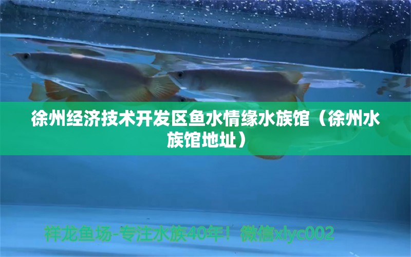 徐州经济技术开发区鱼水情缘水族馆（徐州水族馆地址）