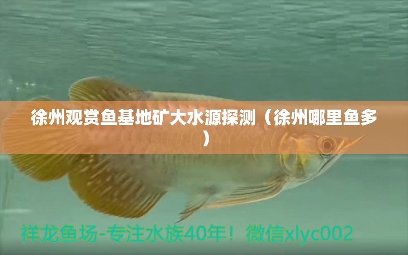 徐州观赏鱼基地矿大水源探测（徐州哪里鱼多） 鱼缸定做