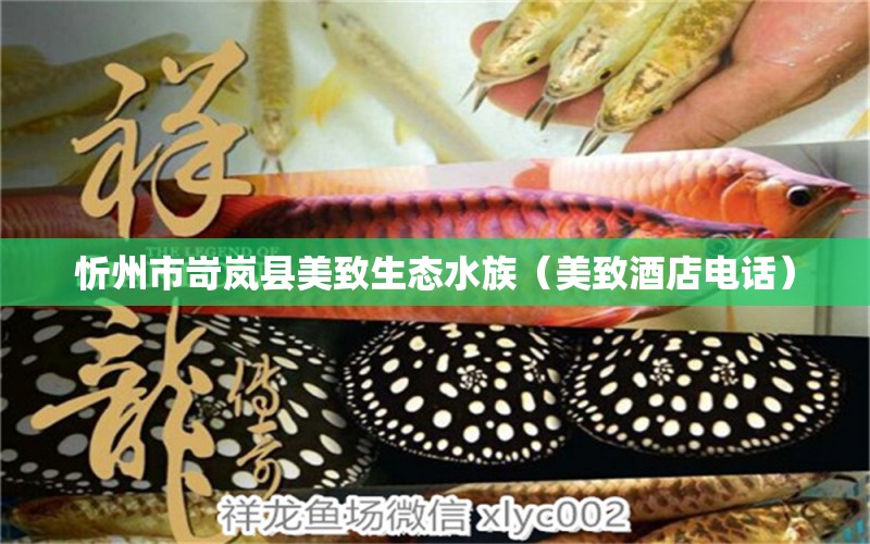 忻州市岢岚县美致生态水族（美致酒店电话） 全国水族馆企业名录