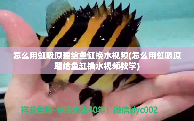 怎么用虹吸原理给鱼缸换水视频(怎么用虹吸原理给鱼缸换水视频教学) 广州水族器材滤材批发市场