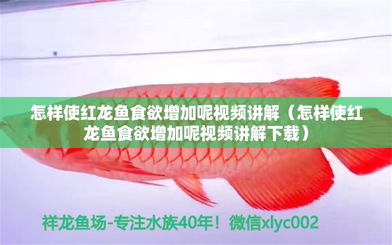 怎样使红龙鱼食欲增加呢视频讲解（怎样使红龙鱼食欲增加呢视频讲解下载） 龙鱼百科