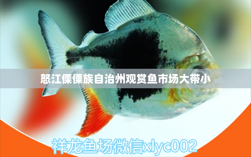 怒江傈僳族自治州观赏鱼市场大带小 观赏鱼市场（混养鱼）