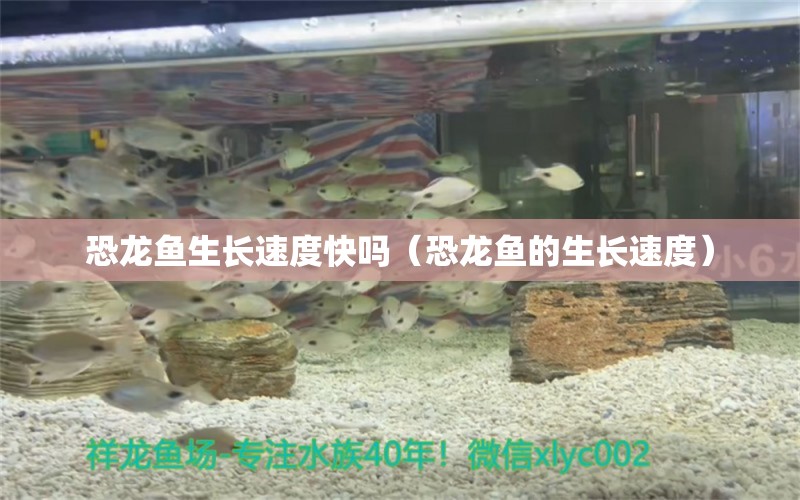 恐龙鱼生长速度快吗（恐龙鱼的生长速度） 广州观赏鱼批发市场