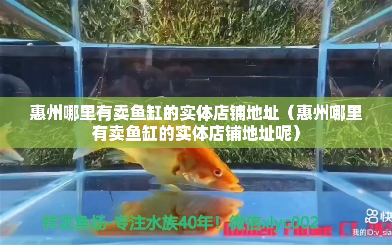 惠州哪里有卖鱼缸的实体店铺地址（惠州哪里有卖鱼缸的实体店铺地址呢）