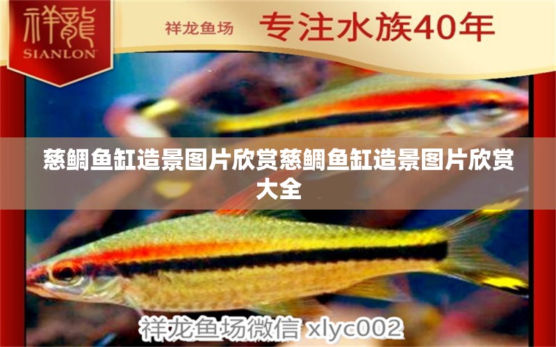 慈鲷鱼缸造景图片欣赏慈鲷鱼缸造景图片欣赏大全 广州水族批发市场
