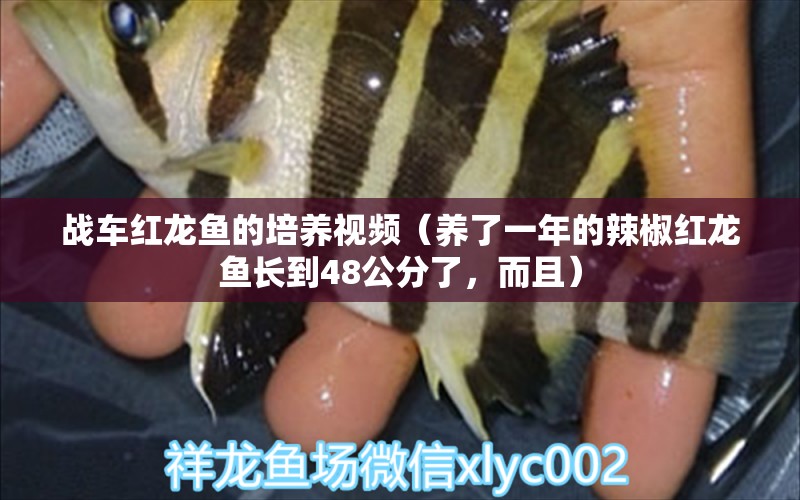战车红龙鱼的培养视频（养了一年的辣椒红龙鱼长到48公分了，而且）