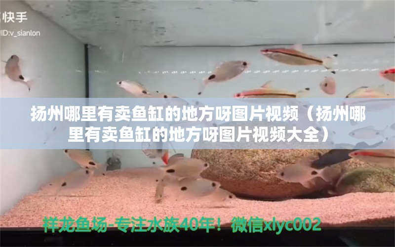 扬州哪里有卖鱼缸的地方呀图片视频（扬州哪里有卖鱼缸的地方呀图片视频大全）