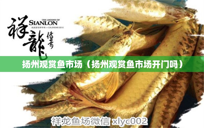 扬州观赏鱼市场（扬州观赏鱼市场开门吗） 观赏鱼市场（混养鱼）