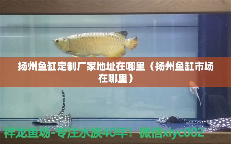 扬州鱼缸定制厂家地址在哪里（扬州鱼缸市场在哪里） 朱巴利鱼