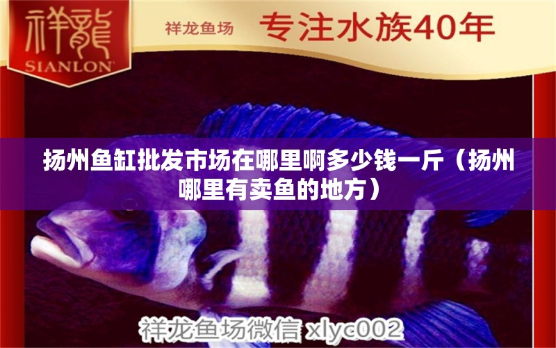 扬州鱼缸批发市场在哪里啊多少钱一斤（扬州哪里有卖鱼的地方）