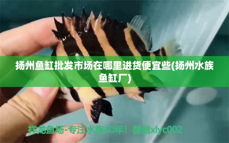 扬州鱼缸批发市场在哪里进货便宜些(扬州水族鱼缸厂) 斑马鸭嘴鱼