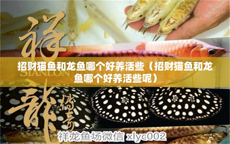 招财猫鱼和龙鱼哪个好养活些（招财猫鱼和龙鱼哪个好养活些呢） 广州祥龙国际水族贸易