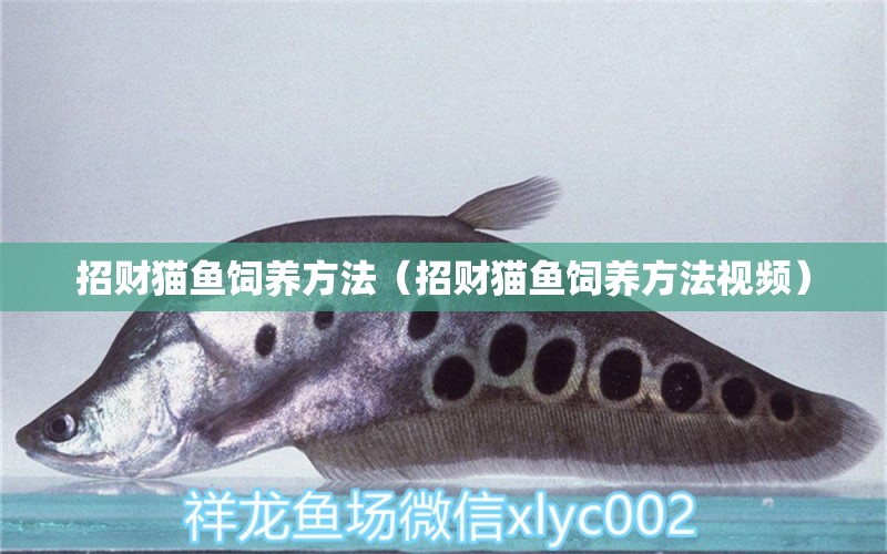 招财猫鱼饲养方法（招财猫鱼饲养方法视频） 白子银龙鱼苗