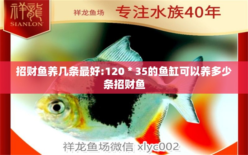 招财鱼养几条最好:120＊35的鱼缸可以养多少条招财鱼 龙鱼批发