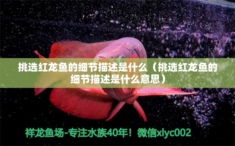 挑选红龙鱼的细节描述是什么（挑选红龙鱼的细节描述是什么意思） 广州龙鱼批发市场