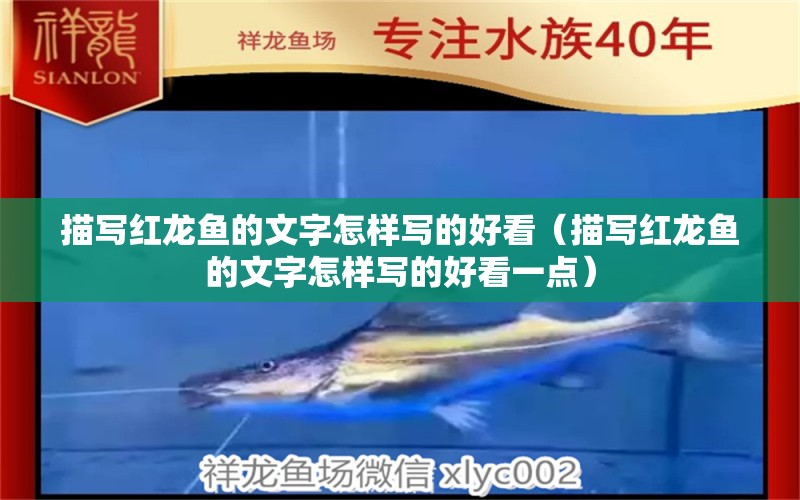 描写红龙鱼的文字怎样写的好看（描写红龙鱼的文字怎样写的好看一点） 广州龙鱼批发市场